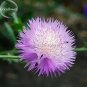 Rare Beautiful Colorful Cornflower Flowers, 50 Mixed Seeds