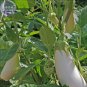 Asian White Eggplant Seeds, 100 Seeds, Professional Pack, big organic vegetables