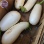 Asian White Eggplant Seeds, 100 Seeds, Professional Pack, big organic vegetables