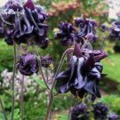 Rare Aquilegia Black Garden Columbine Perennial Flowers, 50 Seeds