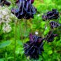 Rare Aquilegia Black Garden Columbine Perennial Flowers, 50 Seeds