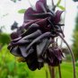 Rare Aquilegia Black Garden Columbine Perennial Flowers, 50 Seeds