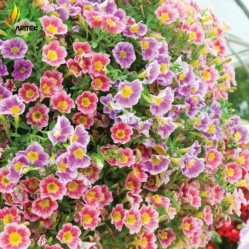 Mixed Hanging Petunia Flower Seeds, Professional Pack, 100 Seeds
