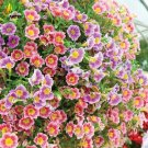 Mixed Hanging Petunia Flower Seeds, Professional Pack, 100 Seeds