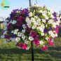 Mixed Hanging Petunia Flower Seeds, Professional Pack, 100 Seeds