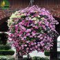 Mixed Hanging Petunia Flower Seeds, Professional Pack, 100 Seeds