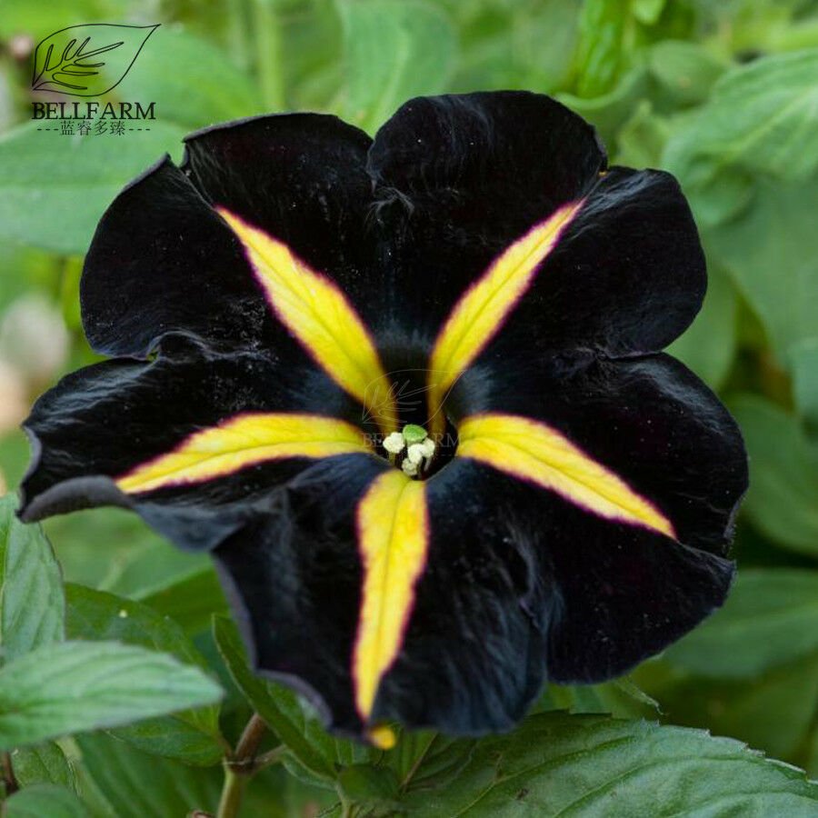 Phantom Petunia Unique Black Yellow Bonsai Annual Flowers 100pcs Seeds