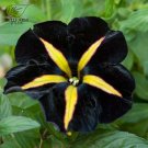 Phantom Petunia Unique Black Yellow Bonsai Annual Flowers 100pcs Seeds