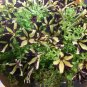 Phantom Petunia Unique Black Yellow Bonsai Annual Flowers 100pcs Seeds