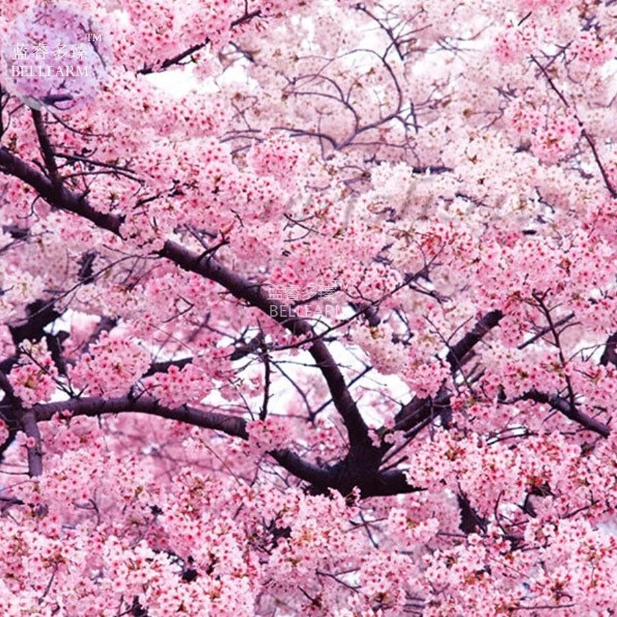 Japanese Pink Cherry Blossom Sakura Tree, 20 seeds, Oriental Sweet Prunus Flower