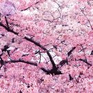 Japanese Pink Cherry Blossom Sakura Tree, 20 seeds, Oriental Sweet Prunus Flower