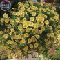 'Sunrise Cascading Trails' Yellow Petunia Hybrid Seeds, 200 seeds