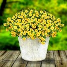 Lemon Slice Superbells Calibrachoa Petunia Annual Flower Seeds 100 seeds