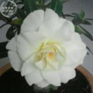 Rare 'Snowman Wings' Adenium Desert rose, Professional Pack, 2 Seeds, 4-layer