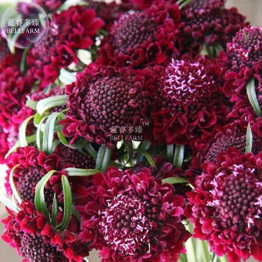 BELLFARM Scabious Scabiosa Fire Red Pincushion Bonsai Flowers 20 seeds