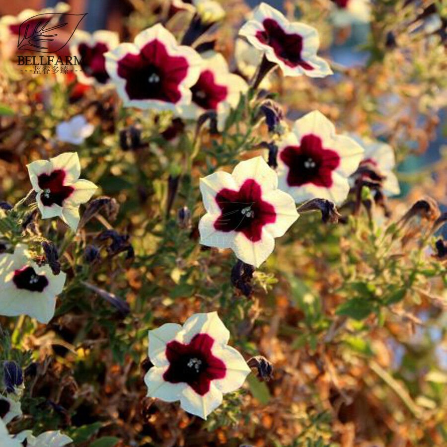 Middle Sized White Dark Red Single Petals Bonsai Garden Flowers Seeds 100 pcs