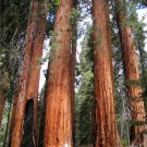 100 PCS rare giant redwood seeds,fast growth, rare tree seeds for garden