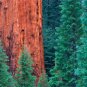100 PCS rare giant redwood seeds,fast growth, rare tree seeds for garden