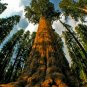 100 PCS rare giant redwood seeds,fast growth, rare tree seeds for garden