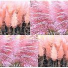 1200 pcs Pampas Grass Seeds Cortaderia selloana flower seeds aquatic plants #2