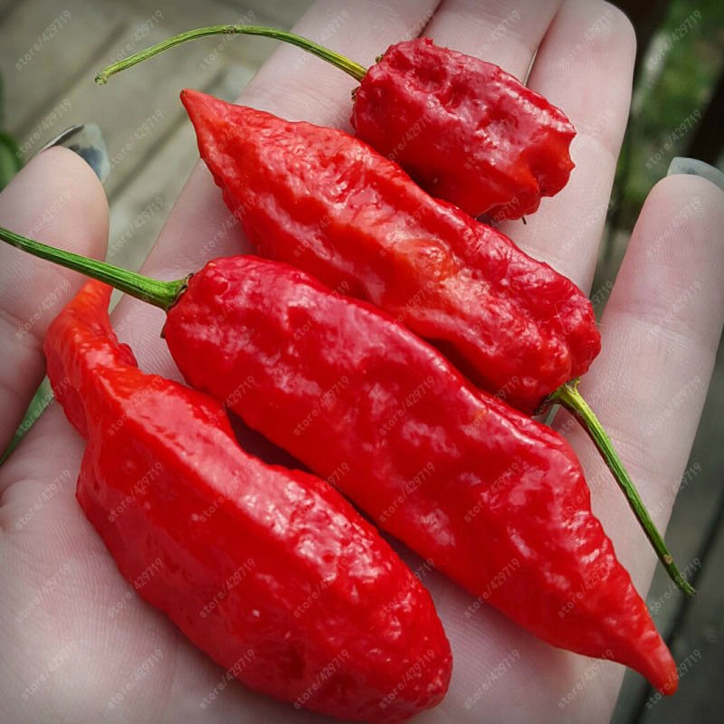 150 pcs Red Bhut Jolokia Seeds Ghost Pepper Naga Jolokia HOT Chilli