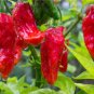 150 pcs Red Bhut Jolokia Seeds Ghost Pepper Naga Jolokia HOT Chilli
