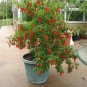 150 pcs Red Bhut Jolokia Seeds Ghost Pepper Naga Jolokia HOT Chilli
