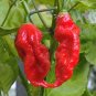 150 pcs Red Bhut Jolokia Seeds Ghost Pepper Naga Jolokia HOT Chilli