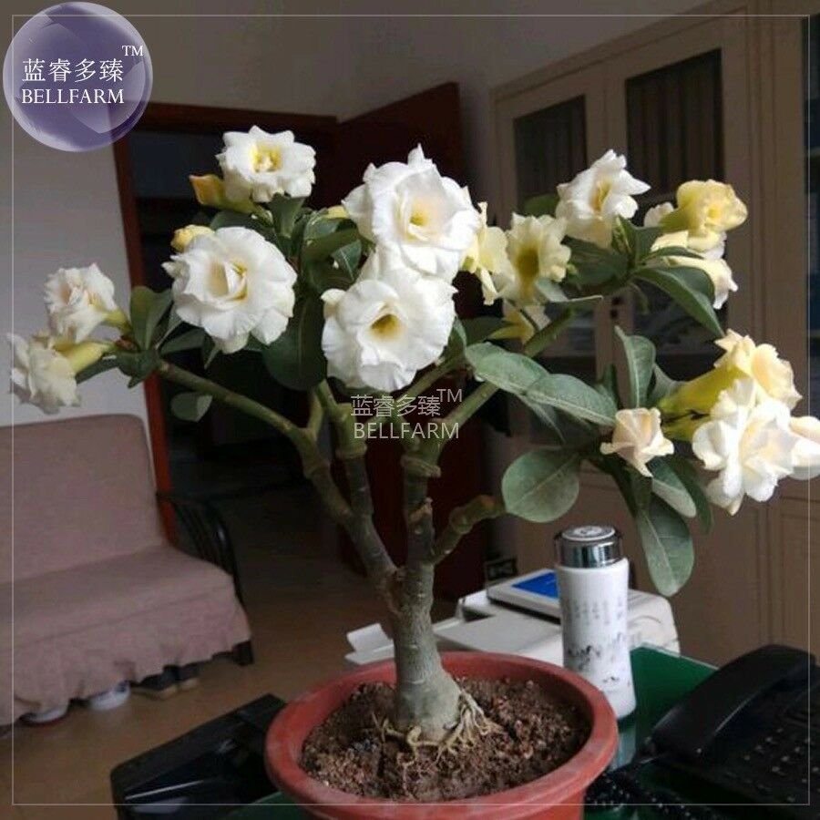 Adenium White Yellow Bonsai Tree Flower Seeds, 2 seeds, 4-layer desert rose