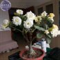 Adenium White Yellow Bonsai Tree Flower Seeds, 2 seeds, 4-layer desert rose