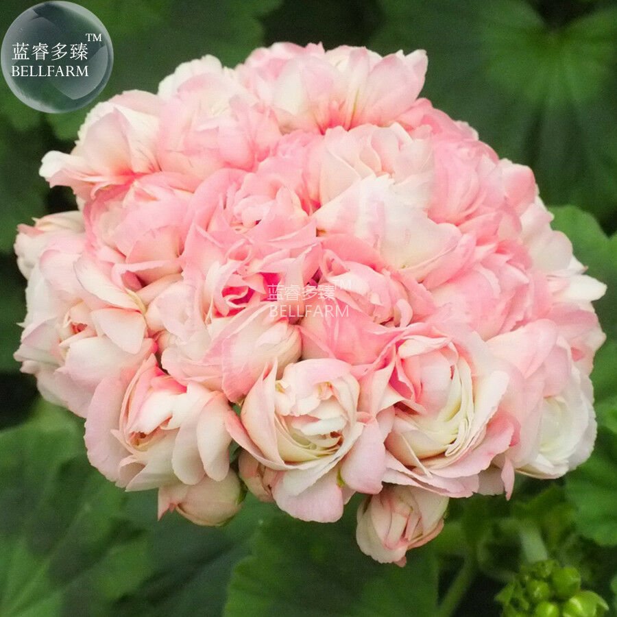 Geranium Apple Blossom Light Pink Bonsai Flower, 10 Seeds