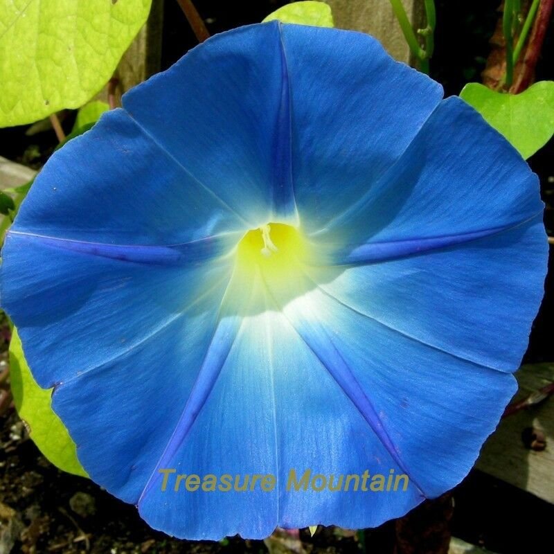 50 seeds / pack, Dark Blue Morning Glory Seeds Ipomoea Tricolor 'Heavenly Blue'