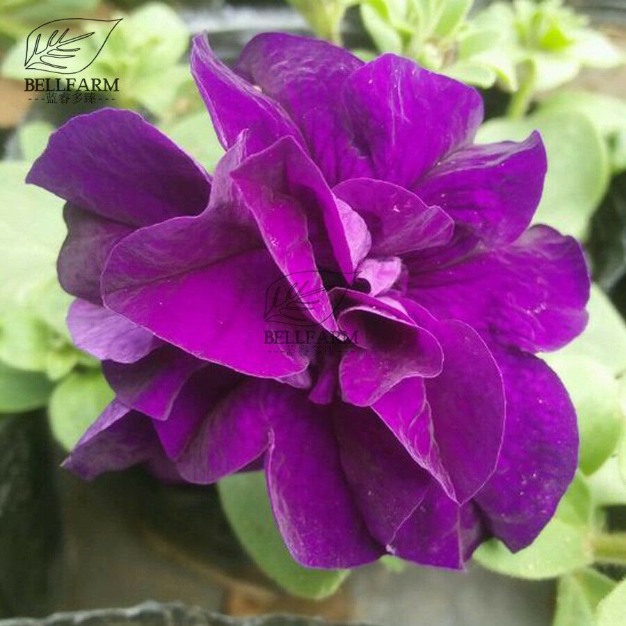200PCS 'Zi Beauty' Purple Double Big Flowers Seeds