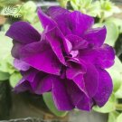 200PCS 'Zi Beauty' Purple Double Big Flowers Seeds