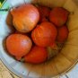 Red Kuri Winter Squash Seeds 10 Seeds / Pack, lovely, Teardrop Shaped Mini