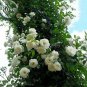 Mixed 4 Types of Climbing Rose Perennial Pink Red White Light Purple Flowers, 50