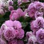 Mixed 4 Types of Climbing Rose Perennial Pink Red White Light Purple Flowers, 50