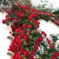 Mixed 4 Types of Climbing Rose Perennial Pink Red White Light Purple Flowers, 50