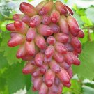 Finger Grape Organic Seeds, Professional Pack, 15 Seeds / Pack