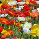 100/BAG Iceland Seeds (Papaver Rhoeas) Free blooming mix collor