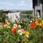 100/BAG Iceland Seeds (Papaver Rhoeas) Free blooming mix collor
