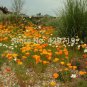 100/BAG Iceland Seeds (Papaver Rhoeas) Free blooming mix collor