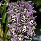 Rare Beautiful Butterfly Orchid Flowers, 100 Seeds, fragrant attract the butterf
