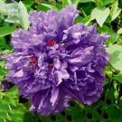 'Zixiaxianzi' Purple Peony Seeds, 5 seeds, professional pack
