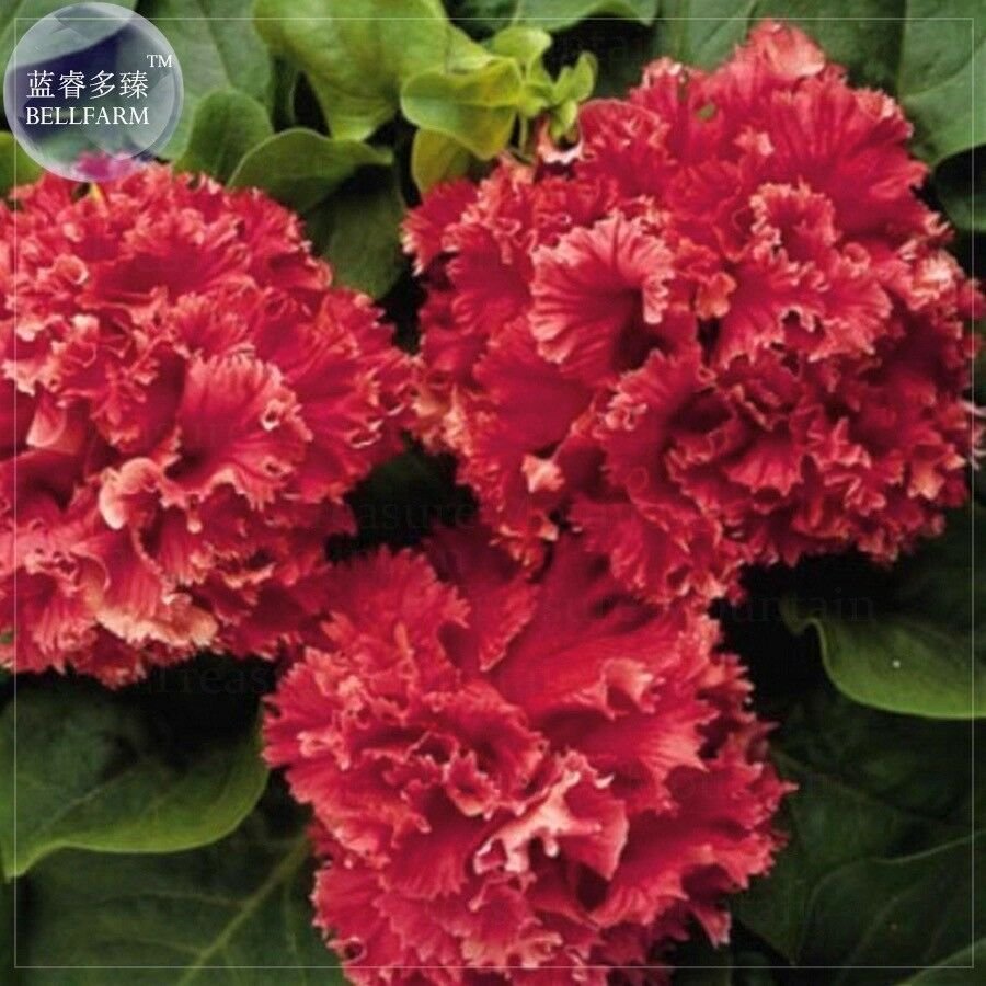 Red Double Valentine Pelleted Petunia Seeds, Professional Pack, 200 seeds