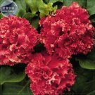 Red Double Valentine Pelleted Petunia Seeds, Professional Pack, 200 seeds