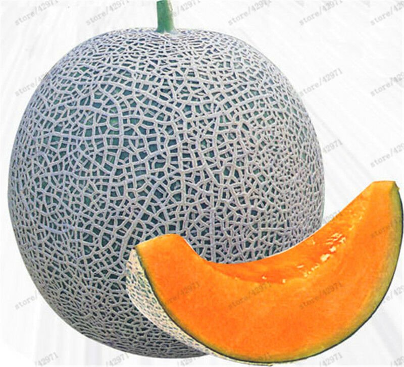 20PCS Japan Fruit Cantaloupe Melon Seeds Original Superior Honey Dew
