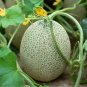 20PCS Japan Fruit Cantaloupe Melon Seeds Original Superior Honey Dew