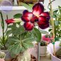 Tri-color Double Adenium, 2 Seeds, black outer petal red middle part with white