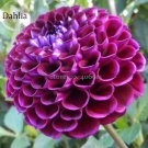 Rare Beautiful Alveolate Purple Dahlia Flower, 50 Seeds